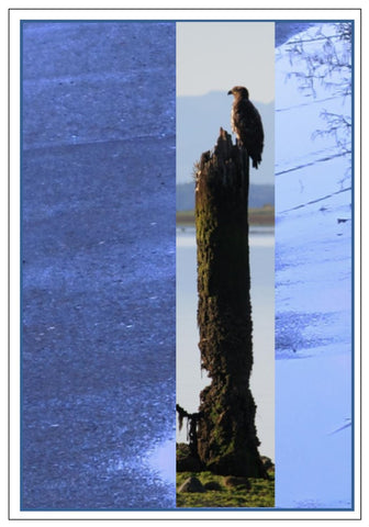 Valerie Taylor Greeting Card w/Envelope - Young Eagle Stripe VT107