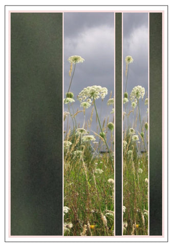 Valerie Taylor Greeting Card w/Envelope - White Yarrow Field Stripe VT109