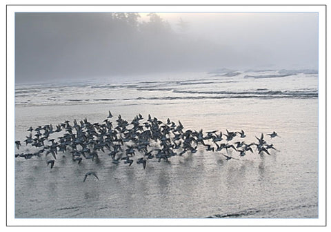 Valerie Taylor Greeting Card w/Envelope - Birds in Flight VT116