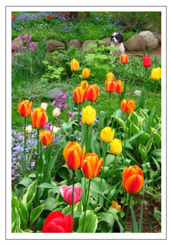 Valerie Taylor Greeting Card w/Envelope - Tulips with Dog VT120