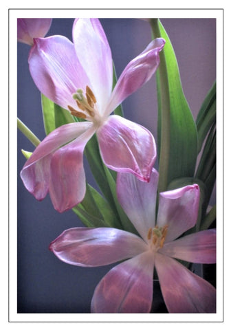 Valerie Taylor Greeting Card w/Envelope - Pink Tulips Spreading Their Wings VT123