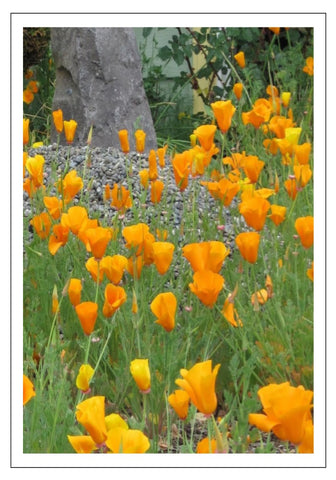 Valerie Taylor Greeting Card w/Envelope - Yellow Poppies of the Comox Valley VT122