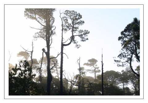 Valerie Taylor Greeting Card w/Envelope - Shorepine Trees in a West Coast Bog VT128