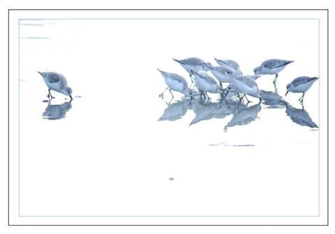 Valerie Taylor Greeting Card w/Envelope - Western Sandpipers of Vancouver Island VT115