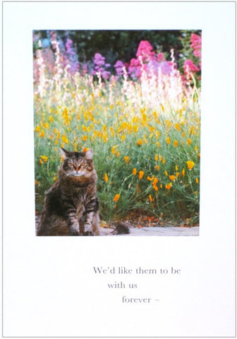 sympathy card for pets cat in wildflower field greeting card with words