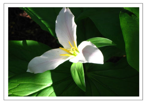 Valerie Taylor Greeting Card w/Envelope - Spring Trillium in the Comox Valley VT119